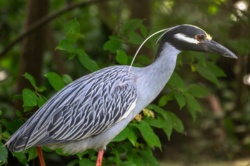 Portrait of a yellow-crowned night heron.