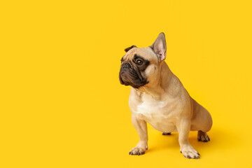 Cute French bulldog sitting against yellow background