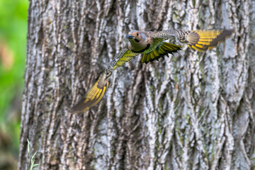 Northern flicker in flight, its yellow feathers visible as it flies.