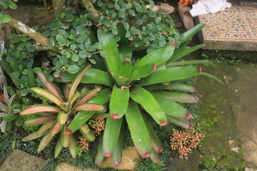 minimalist garden landscape in the yard with various types of plants such as Bromeliaceae,...
