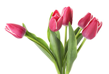Many beautiful pink tulips isolated on white