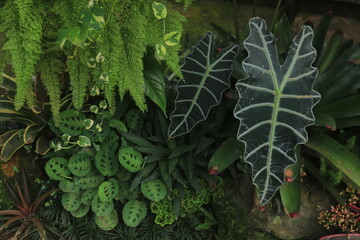 minimalist garden landscape in the yard with various types of plants such as Bromeliaceae,...