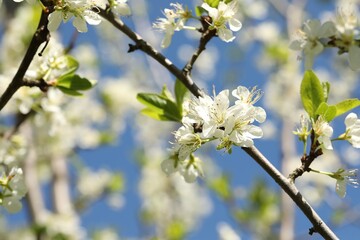Beautiful blossoming plum tree with white flowers outdoors, closeup