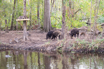 Wild Hogs and Raccoons Grazing on Feed and Seed Along the River in the Forest of Maurepas Swamp, Louisiana, USA While an Alligator Watches from the Water