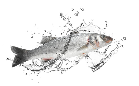 Sea bass fish in water splashes on white background