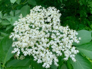Holunder - Strauch im Wald