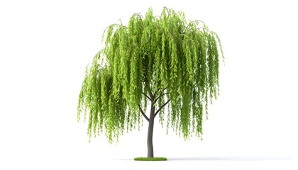 Weeping willow tree isolated on white background, flowing long leaves, realistic botanical render, natural shape