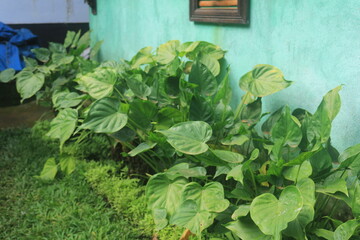 minimalist garden landscape in the yard with various types of plants such as Bromeliaceae,...