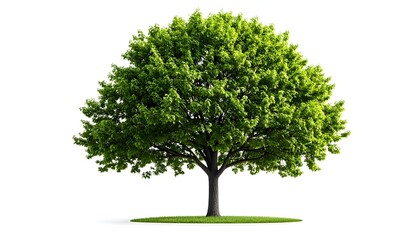 Fototapeta premium Realistic green deciduous tree isolated on white background, full foliage, detailed branches and leaves