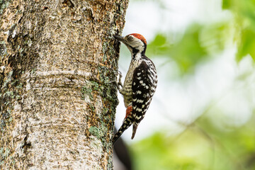 Freckle-breasted woodpecker on the tree and hollow nest.Birds in the forest on green leaves background.Woodpecker looking for insects to feed.Wildlife concept.