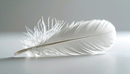 Detailed Macro of a White Feather Under Microscope Showing Individual Barbs and Iridescence with a Clean White Background in a Studio Setting Focused on Texture and Delicate Plumage