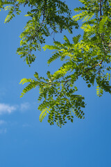 Robinia pseudoacacia with white flowers. branches and green leaves. acacia tree.