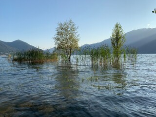 Landschaft am Thunersee mit Schilf  / gr&uuml;nen Pflanzen / B&auml;umen im Wasser / See in der Schweiz mit Berge im Hintergrund