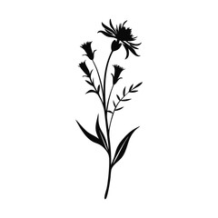 Wild Flower of old Diary-16