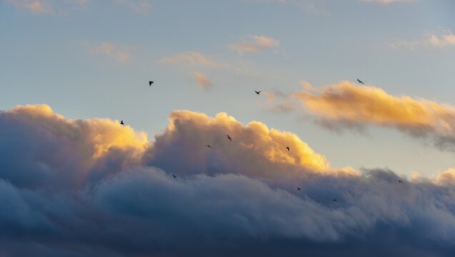 Birds flying over layered clouds illuminated by warm soft sunlight during a serene sky at sunrise or sunset