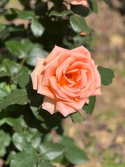 살구색 장미