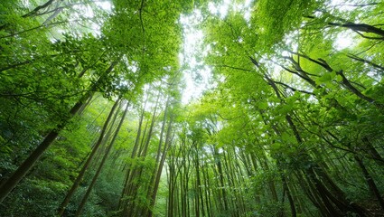Sunlight filtering through tall dense green trees in a vibrant forest with fresh leaves and peaceful natural surroundings