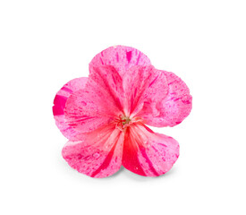Beautiful pink edible flower on white background