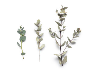 Green eucalyptus branches on white background