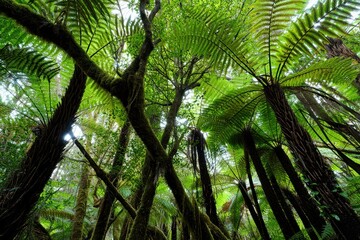 Naklejka premium Lush green forest canopy with tall tree ferns and moss-covered branches under vibrant natural light