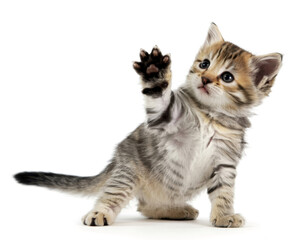Cute Kitten Waving Paw