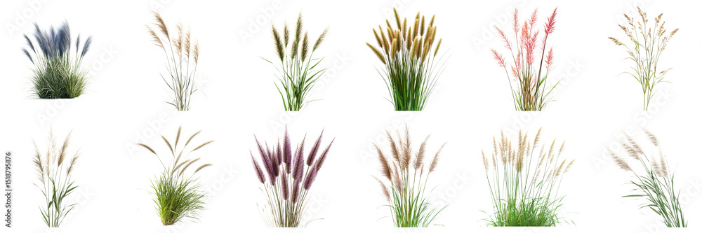Poster variety of ornamental grasses showcasing unique colors and textures in a clean studio setting. large