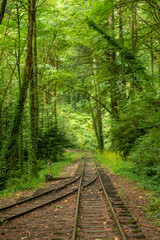 Railway in the forest