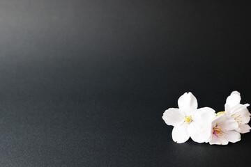黒い紙の背景に桜の花