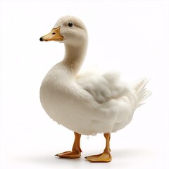Obraz premium Domestic White Duck Standing by Pond. Feathered Birds in Natural Habitat for Birdwatching and Agriculture