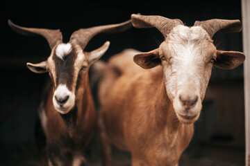 Great Goat Mates from the Land Down Under