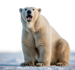 Polar Bear Roaring 2