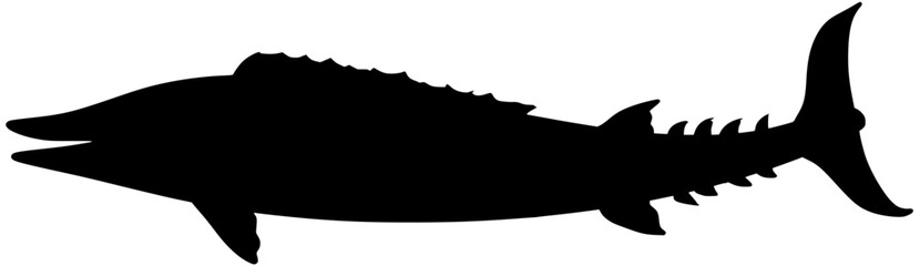Wahoo Fish Silhouette Vector Shadow Illustration