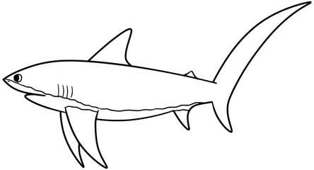 Fototapeta premium Thresher Shark Vector Outline Line Art Drawing