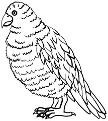 Saint Lucia Amazon Bird Vector Outline Line Art Drawing