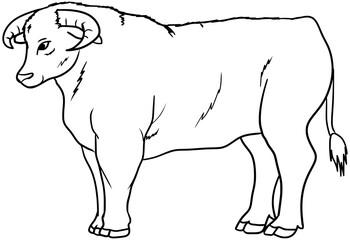 Rodeo Bull Vector Outline Line Art Drawing