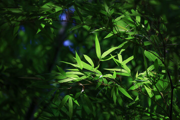 green leaves in the forest