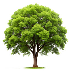Elm tree isolated on white background