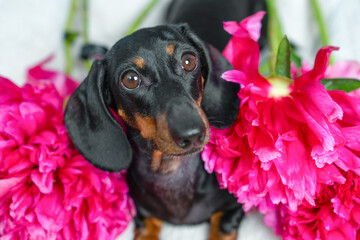 A cute black and tan dachshund sits surrounded by bright pink peonies, creating a charming and vibrant scene filled with warmth and color. 