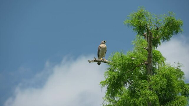 Female and male Red-shouldered hawk calling to each other.