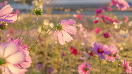 朝露に輝くコスモス