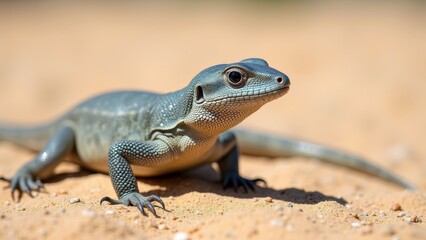 Lizard Scene on the Sand