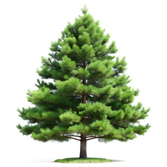 Pine tree isolated on white background