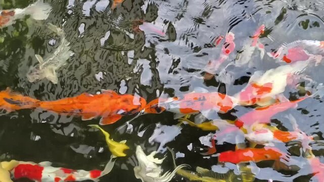 japanese koi fish on clear water