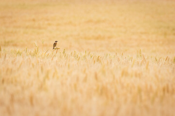 Bird and wheat field