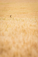 Bird and wheat field