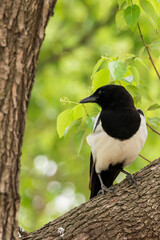 Magpie on the tree branch