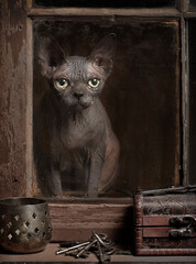 Sphynx cat sits behind vintage window and looks inside.