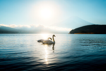 Obraz premium Swans on Lake Yamanaka with Hazy Mount Fuji