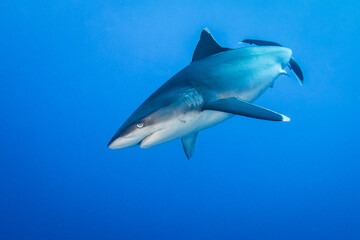 Silvertip shark, French Polynesia