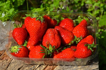 The harvest of freshly picked juicy strawberries was taken on a sunny day.